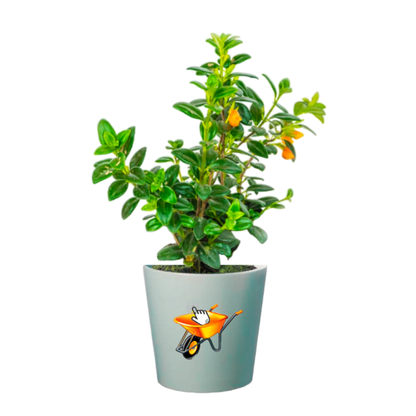 pescadito planta